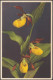 Cypripedium Calceolus - Frauenschuh, C.1930 - Edition Stehli CPA - Flowers