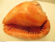 Coquillage   A Identifié  15 Cm  Sur 11 Cm - Seashells & Snail-shells