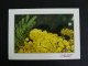 CAVALIERE - VAR - FLAMME MUETTE SUR MARIANNE BRIAT - MIMOSA FLORE FLEUR FLOWER BLUME - Mechanische Stempels (reclame)