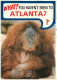 Animaux - Singes - Etats-Unis - United States - Atlanta , Georgia - Orang-Outan - Voir Timbre Des Etats Unis - CPM - Voi - Monkeys