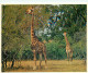 Animaux - Girafes - Afrique Du Sud - South Africa - Giraffe Grazing Off A Tree Top - Carte Neuve - CPM - Voir Scans Rect - Girafes