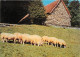 Animaux - Moutons - Lourdes - La Chapelle Sainte Bernadette Et Les Brebis De La Cité - CPM - Voir Scans Recto-Verso - Autres & Non Classés