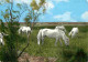 Animaux - Chevaux - Chevaux Camarguais - Voie Timbre - Flamme Postale - Voir Scans Recto Verso  - Paarden