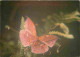 Animaux - Papillons - Carte Neuve - CPM - Voir Scans Recto-Verso - Farfalle
