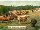 Animaux - Chèvres - Carte à Message Humoristique - CPM - Voir Scans Recto-Verso - Andere & Zonder Classificatie