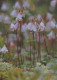 FLEURS Vintage Carte Postale CPSM #PBZ222.A - Flowers