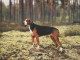 DOG Animals Vintage Postcard CPSM #PAN697.A - Dogs