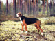 DOG Animals Vintage Postcard CPSM #PAN697.A - Honden