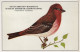 PÁJARO Animales Vintage Tarjeta Postal CPSM #PAN173.A - Vögel
