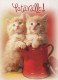 CAT KITTY Animals Vintage Postcard CPSM #PAM561.A - Katten