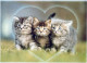 CAT KITTY Animals Vintage Postcard CPSM #PAM531.A - Katten
