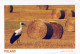 VOGEL Tier Vintage Ansichtskarte Postkarte CPSM #PBR738.A - Vögel
