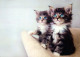 CAT KITTY Animals Vintage Postcard CPSM #PBQ963.A - Katzen