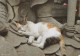 GATTO KITTY Animale Vintage Cartolina CPSM #PBQ960.A - Gatos