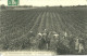 37  LES VENDANGES EN TOURAINE - LES VENDANGEURS DANS UN VIGNOBLE (écornée) (ref 146) - Autres & Non Classés