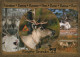 CERVO Animale Vintage Cartolina CPSM #PBS582.A - Otros & Sin Clasificación