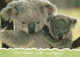 KOALA Animales Vintage Tarjeta Postal CPSM #PBS241.A - Sonstige & Ohne Zuordnung
