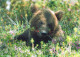 BEAR Animals Vintage Postcard CPSM #PBS205.A - Ours