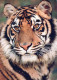 TIGRE Animaux Vintage Carte Postale CPSM #PBS043.A - Tigri