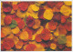 Postal Stationery Sweden Autumn Leaves - Arbres