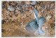 Postal Stationery China 2006 Bird - Kingfisher - Andere & Zonder Classificatie