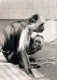 SCIMMIA Animale Vintage Cartolina CPSM #PBS022.IT - Scimmie