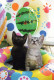 GATTO KITTY Animale Vintage Cartolina CPSM #PBQ768.IT - Cats