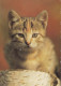 GATTO KITTY Animale Vintage Cartolina CPSM #PBQ953.IT - Cats