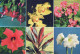 FLOWERS Vintage Postcard CPSM #PBZ310.GB - Blumen