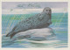 SEAL Animals Vintage Postcard CPSM #PBS641.GB - Autres & Non Classés