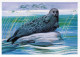 SEAL Animals Vintage Postcard CPSM #PBS641.GB - Andere & Zonder Classificatie