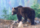 BEAR Animals Vintage Postcard CPSM #PBS271.GB - Bears