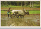 COW Animals Vintage Postcard CPSM #PBR795.GB - Mucche