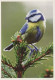 BIRD Animals Vintage Postcard CPSM #PBR417.GB - Birds