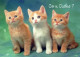 CAT KITTY Animals Vintage Postcard CPSM #PBR017.GB - Cats