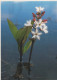 FLOWERS Vintage Postcard CPSM #PAR782.GB - Blumen