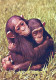 MONKEY Animals Vintage Postcard CPSM #PAN999.GB - Monkeys