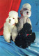 DOG Animals Vintage Postcard CPSM #PAN737.GB - Dogs