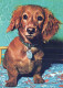 DOG Animals Vintage Postcard CPSM #PAN801.GB - Hunde