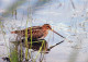 BIRD Animals Vintage Postcard CPSM #PAN162.GB - Oiseaux