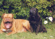DOG Animals Vintage Postcard CPSM #PAN670.GB - Hunde