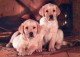 DOG Animals Vintage Postcard CPSM #PAN475.GB - Dogs