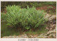 FLEURS Vintage Carte Postale CPSM #PBZ612.FR - Flores