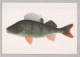 POISSON Animaux Vintage Carte Postale CPSM #PBS857.FR - Fish & Shellfish