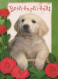 CHIEN Animaux Vintage Carte Postale CPSM #PBQ434.FR - Dogs
