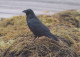 OISEAU Animaux Vintage Carte Postale CPSM #PAN103.FR - Birds