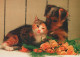 CHIEN ET CHATAnimaux Vintage Carte Postale CPSM #PAM039.FR - Dogs