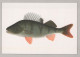 PESCADO Animales Vintage Tarjeta Postal CPSM #PBS856.ES - Fish & Shellfish