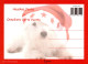 GATO GATITO Animales Vintage Tarjeta Postal CPSM #PBQ888.ES - Chats