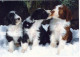 PERRO Animales Vintage Tarjeta Postal CPSM #PBQ565.ES - Honden